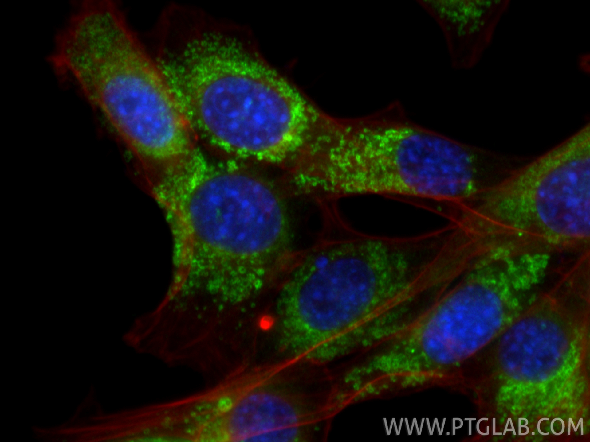 IF Staining of NIH/3T3 using 14326-1-AP