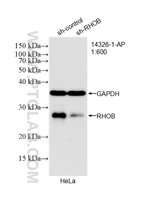 WB analysis of HeLa using 14326-1-AP