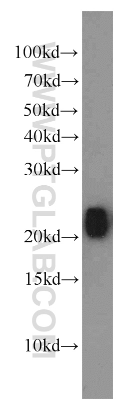 RHOB Polyclonal antibody