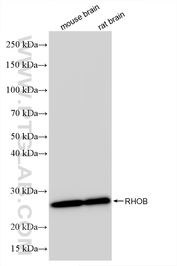 WB analysis using 86663-3-RR WB analysis using 86663-3-RR