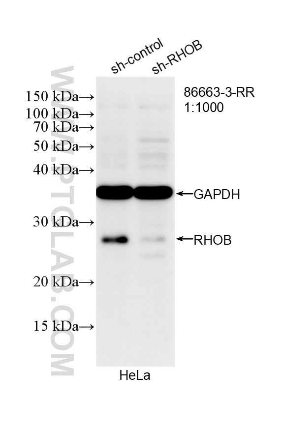 WB analysis of HeLa using 86663-3-RR WB analysis of HeLa using 86663-3-RR