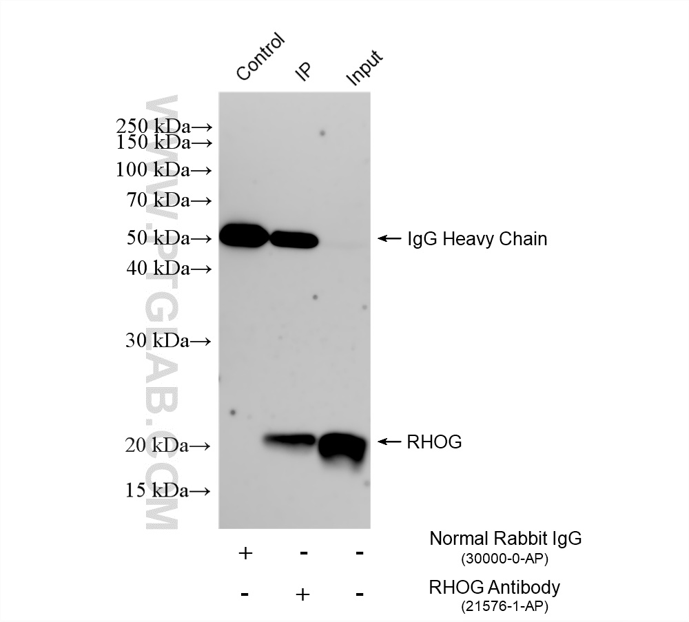 IP result of anti-RHOG (IP:21576-1-AP, 4ug; Detection:21576-1-AP 1:600) with HL-60 cells lysate 1800 ug. IP experiment of HL-60 using 21576-1-AP