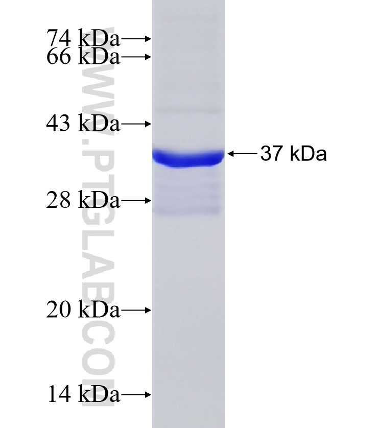 RHOG fusion protein Ag16118 SDS-PAGE