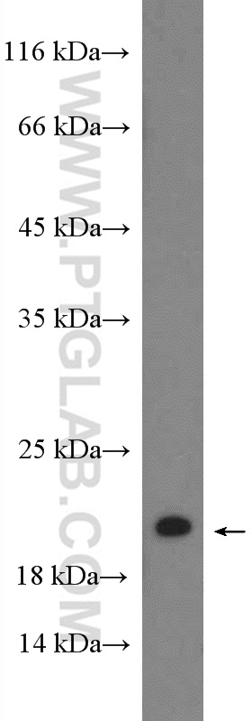 RHOG-Specific