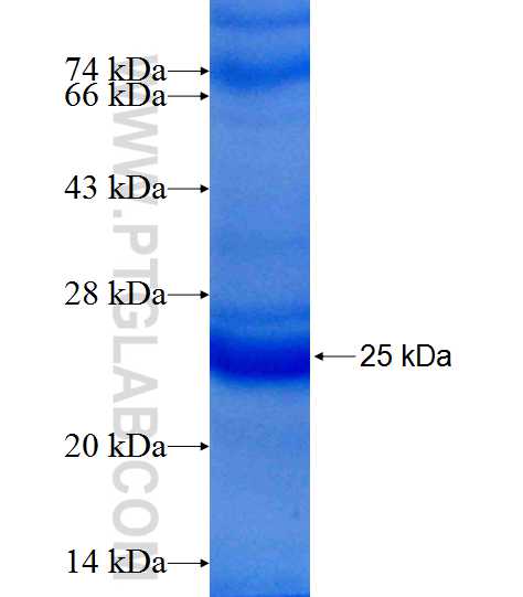 RHOH fusion protein Ag9722 SDS-PAGE