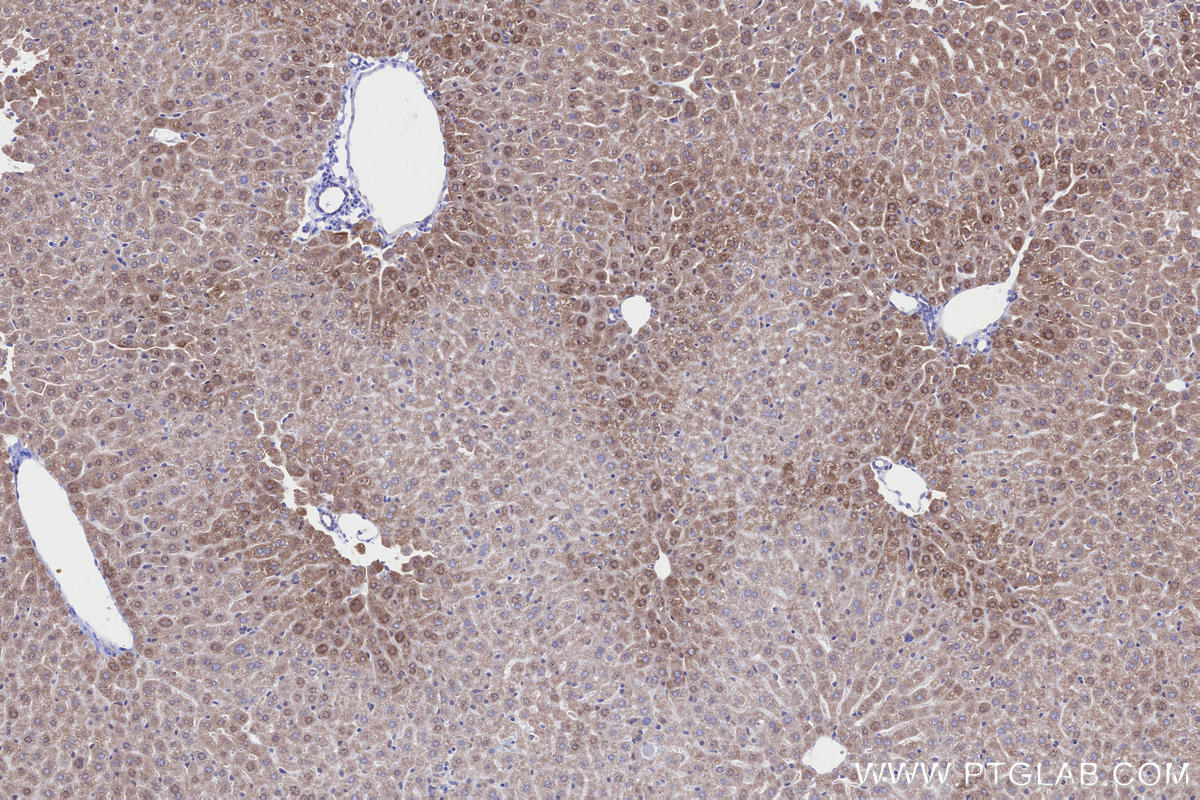 IHC staining of mouse liver using 84055-5-RR