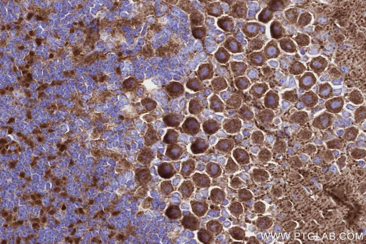 IHC staining of mouse cerebellum using 84055-5-RR