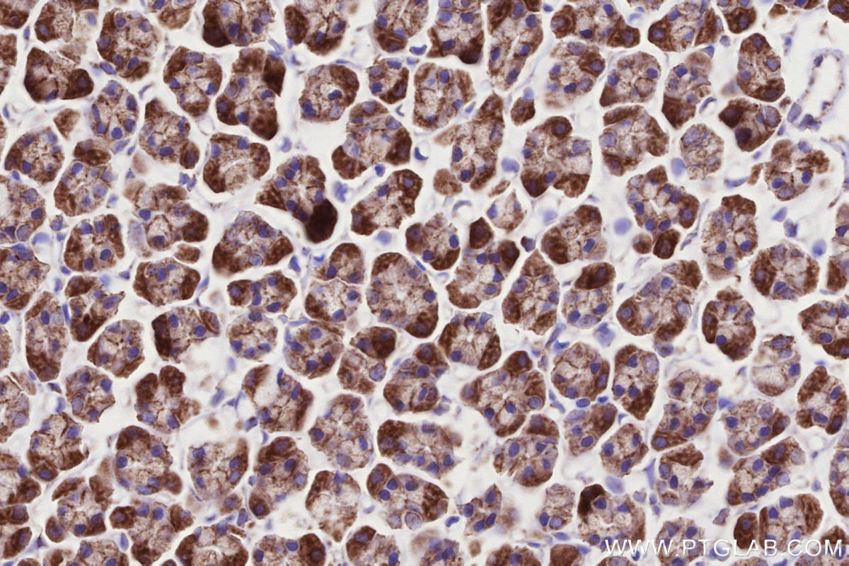 IHC staining of rat stomach using 84055-5-RR