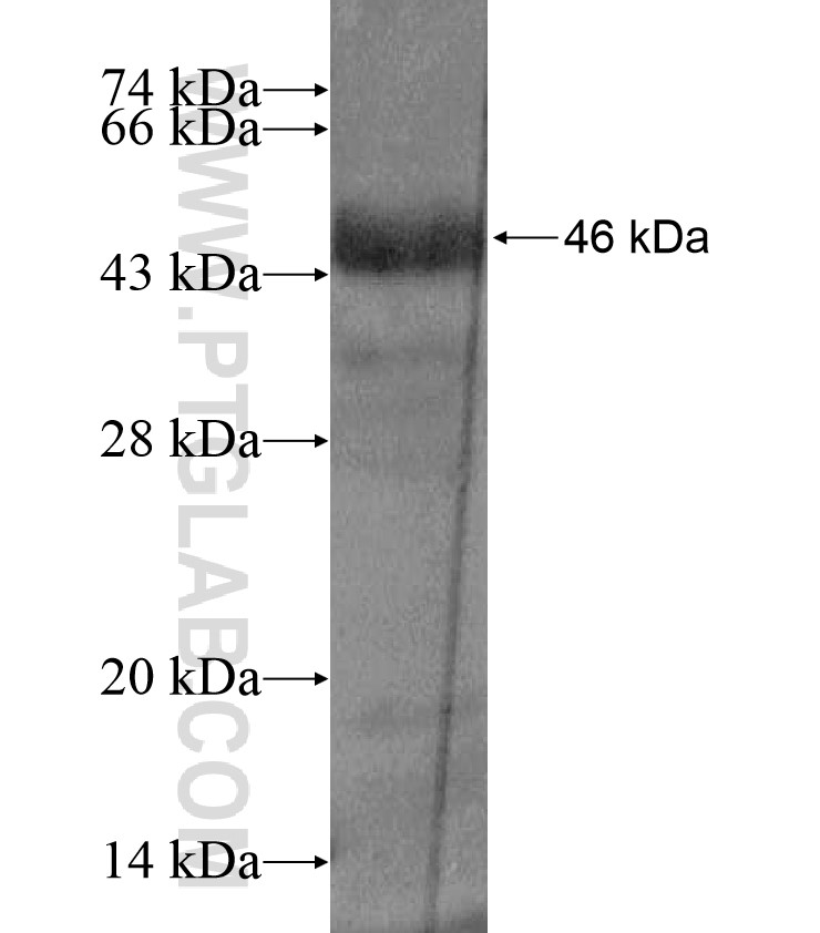 RHOT1 fusion protein Ag17143 SDS-PAGE