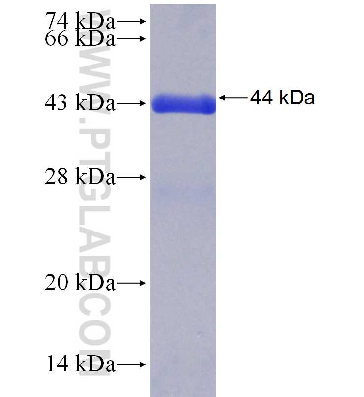 RHOT2 fusion protein Ag29668 SDS-PAGE