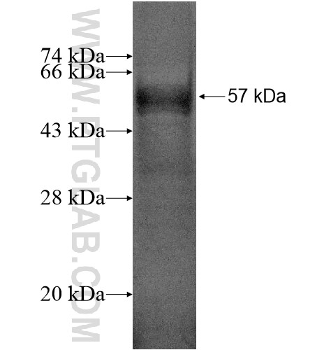 RHOXF1 fusion protein Ag12900 SDS-PAGE