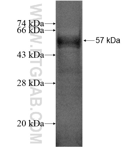 RHOXF1 fusion protein Ag12900 SDS-PAGE RHOXF1 fusion protein Ag12900 SDS-PAGE