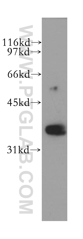 WB analysis of K-562 using 13088-1-AP