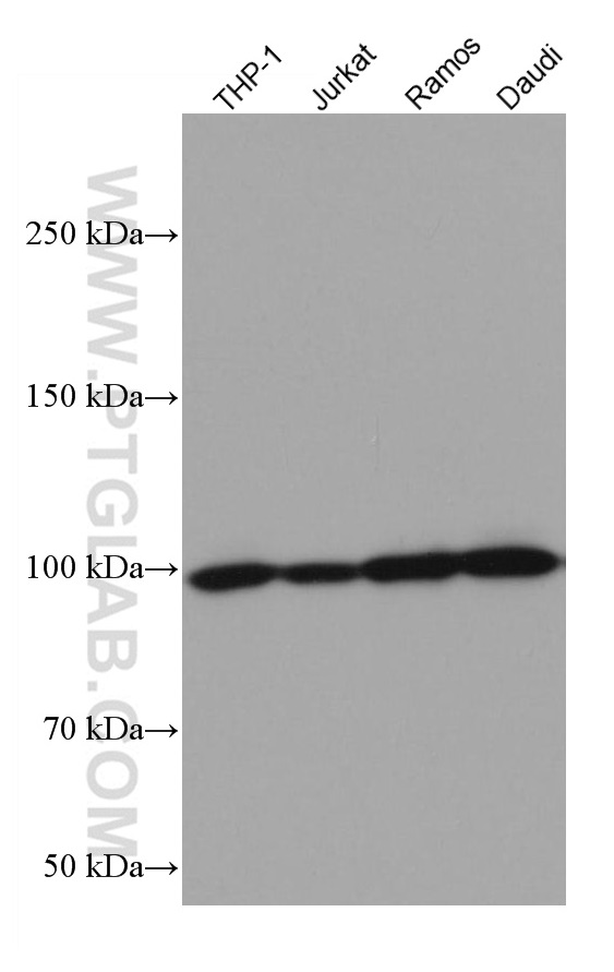 WB analysis using 67143-1-Ig