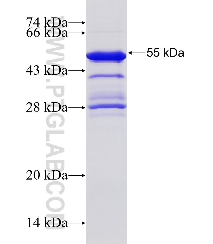 RIAM,APBB1IP fusion protein Ag4327 SDS-PAGE