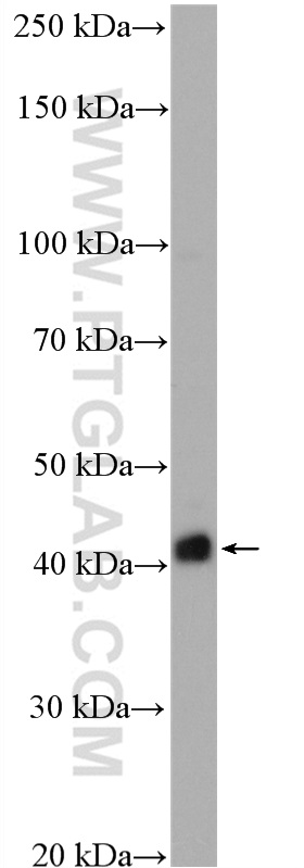 WB analysis of mouse heart using 27776-1-AP