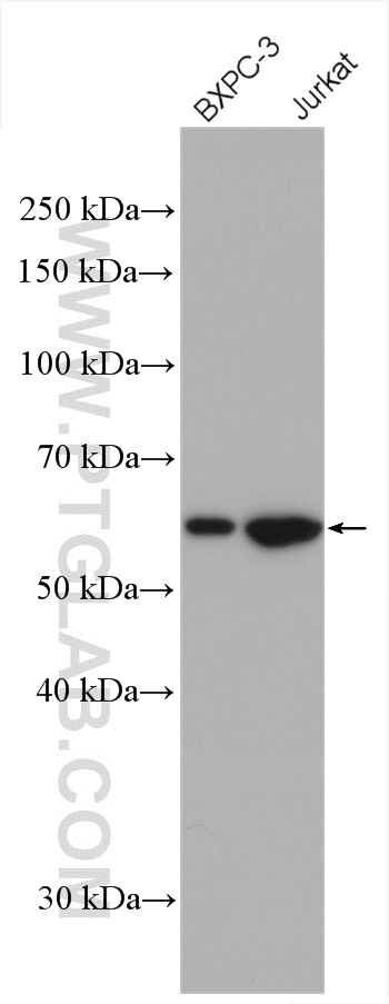 BxPC-3 cells and Jurkat cells were subjected to SDS PAGE followed by western blot with 11138-1-AP (RIC8A antibody) at dilution of 1:2500 incubated at room temperature for 1.5 hours. WB analysis using 11138-1-AP
