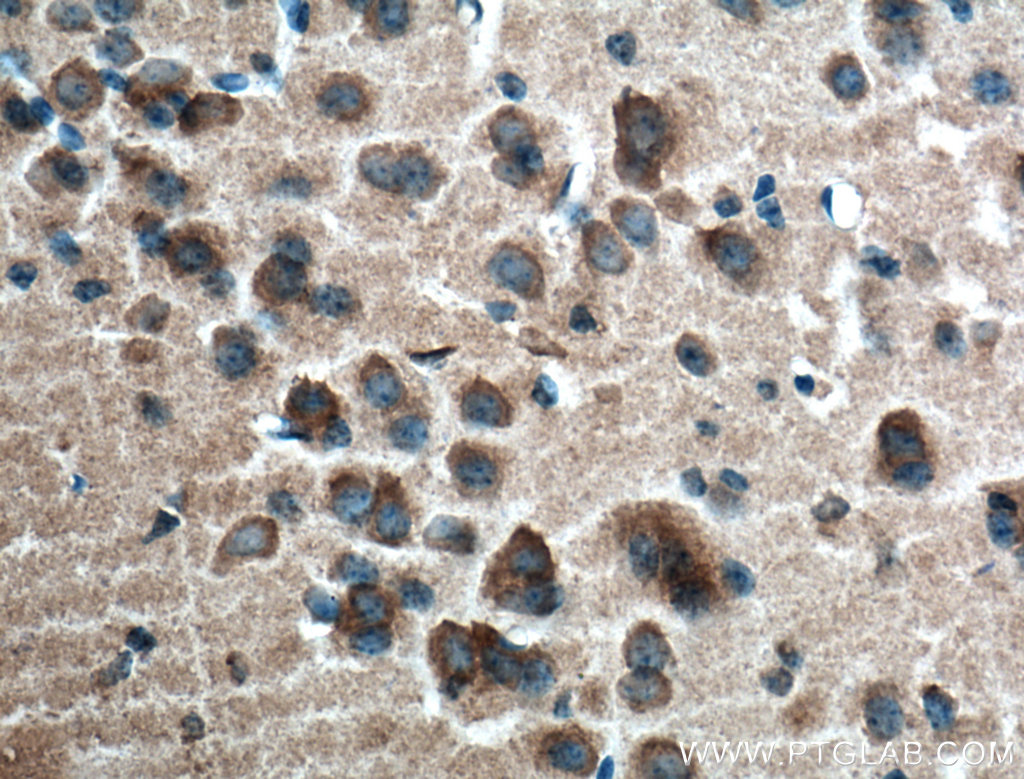 IHC staining of mouse brain using 66625-1-Ig