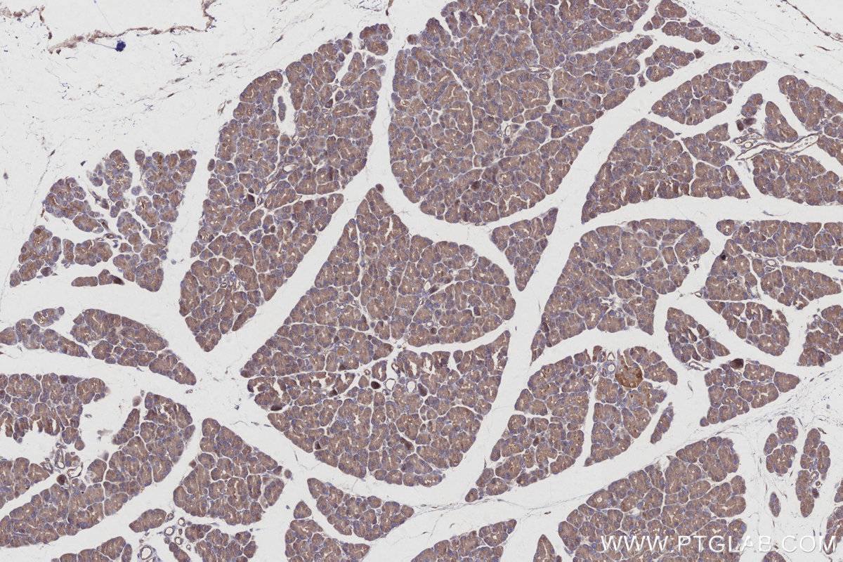 IHC staining of rat pancreas using 66625-1-Ig IHC staining of rat pancreas using 66625-1-Ig