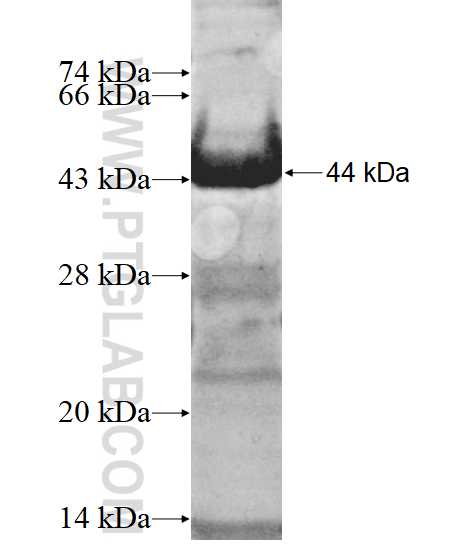 RIC8B fusion protein Ag12154 SDS-PAGE RIC8B fusion protein Ag12154 SDS-PAGE