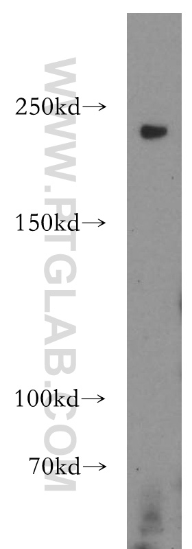 WB analysis of HEK-293 using 12901-1-AP