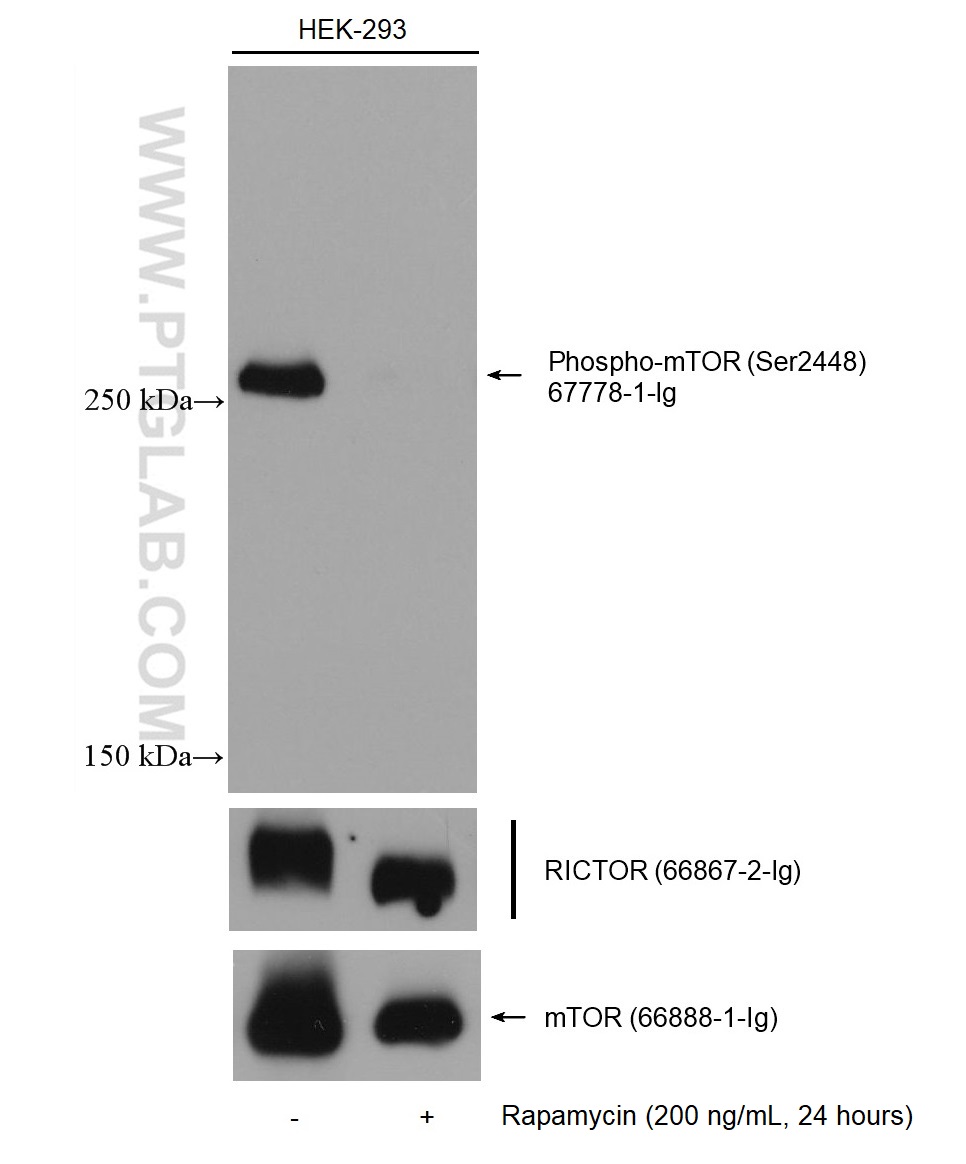 WB analysis of HEK-293 using 66867-2-Ig