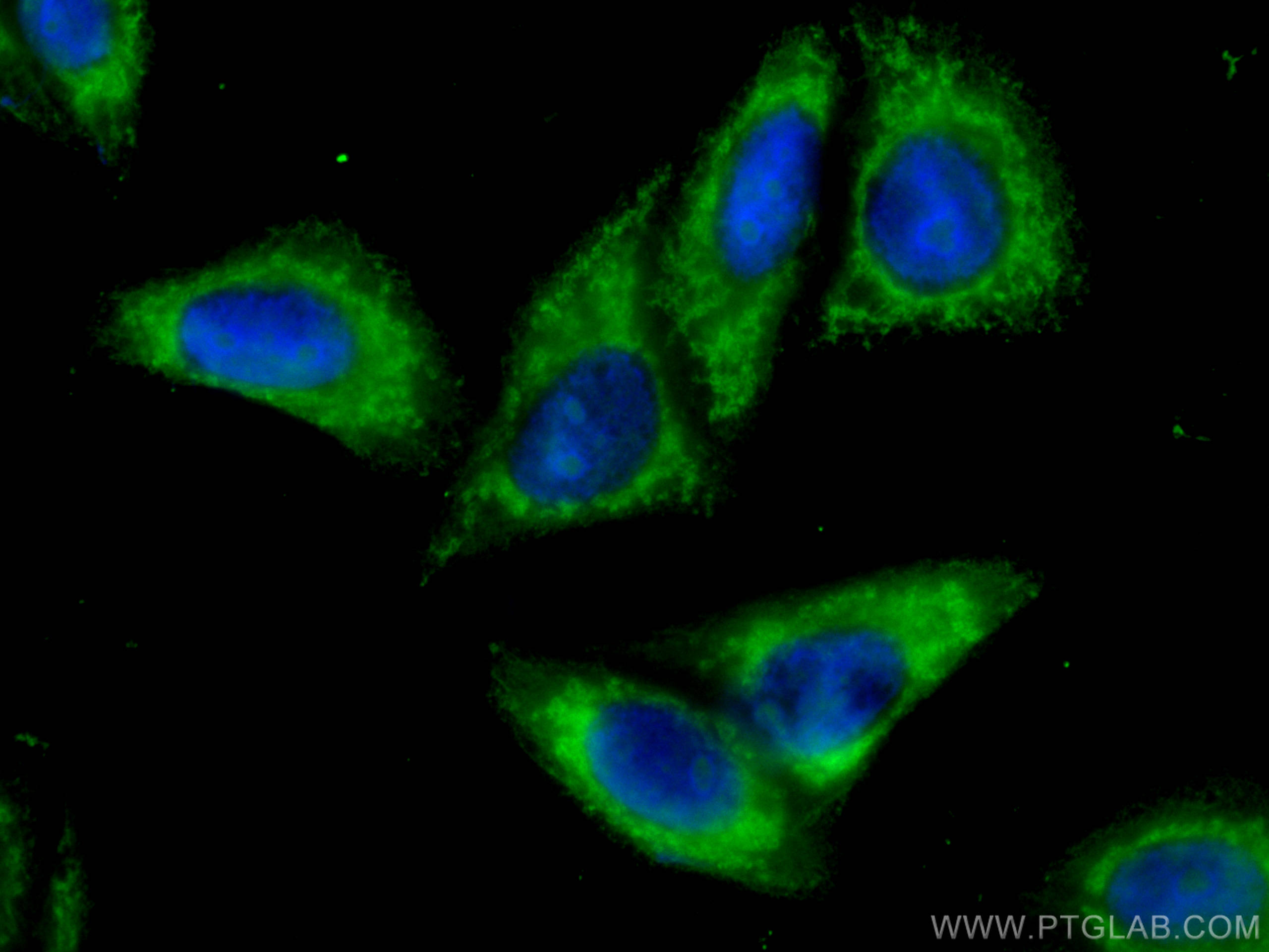 IF Staining of HepG2 using CL488-67556