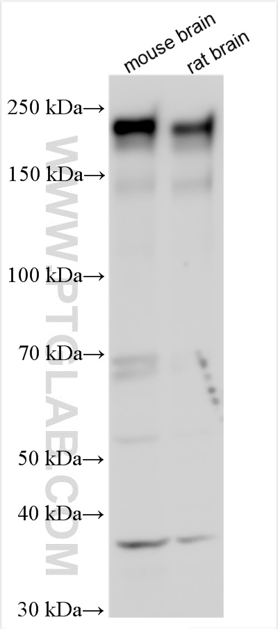 WB analysis using 24576-1-AP