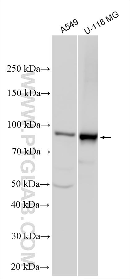 WB analysis using 16388-1-AP