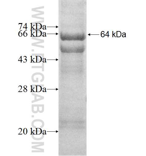 RIN1 fusion protein Ag9451 SDS-PAGE