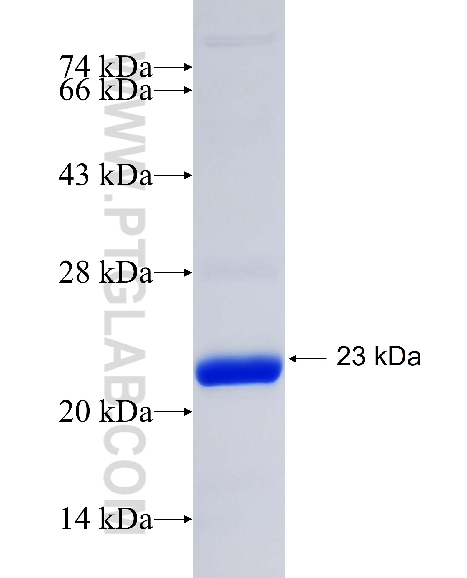 RIN2 fusion protein Ag35023 SDS-PAGE RIN2 fusion protein Ag35023 SDS-PAGE