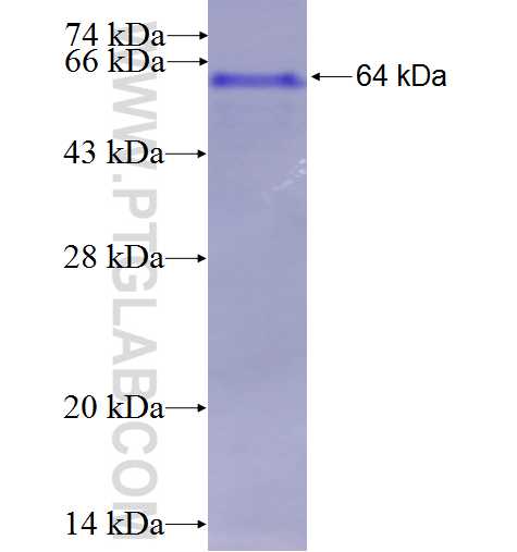 RIN3 fusion protein Ag3390 SDS-PAGE