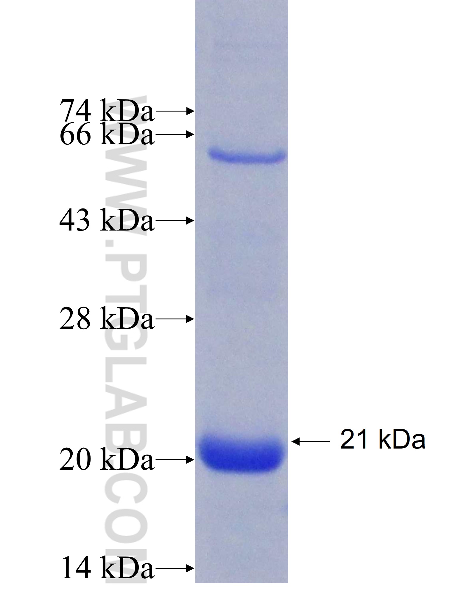 RINT1 fusion protein Ag8626 SDS-PAGE RINT1 fusion protein Ag8626 SDS-PAGE