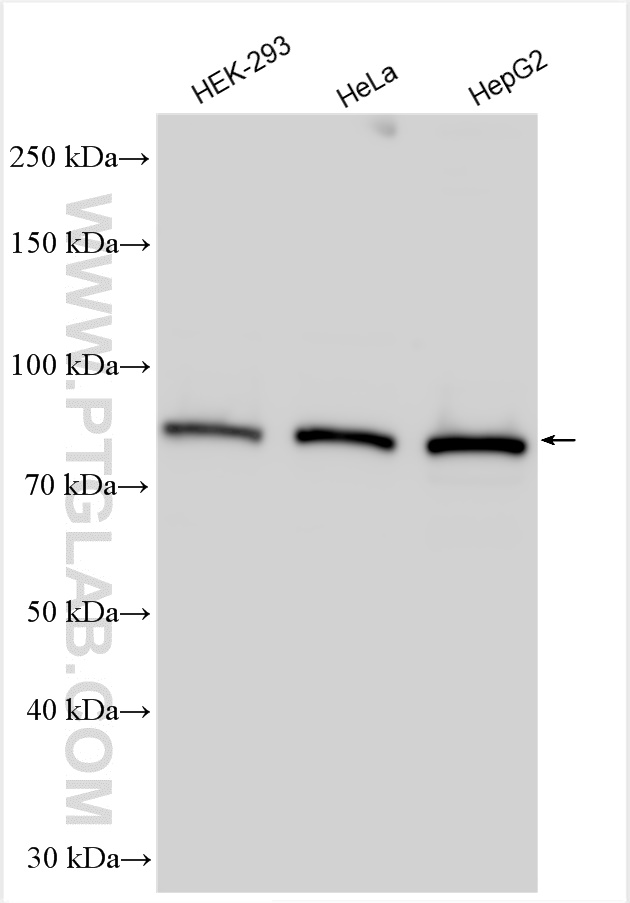 WB analysis using 17222-1-AP