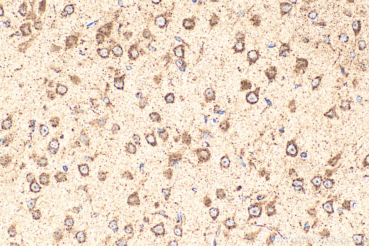 IHC staining of mouse brain using 17410-1-AP