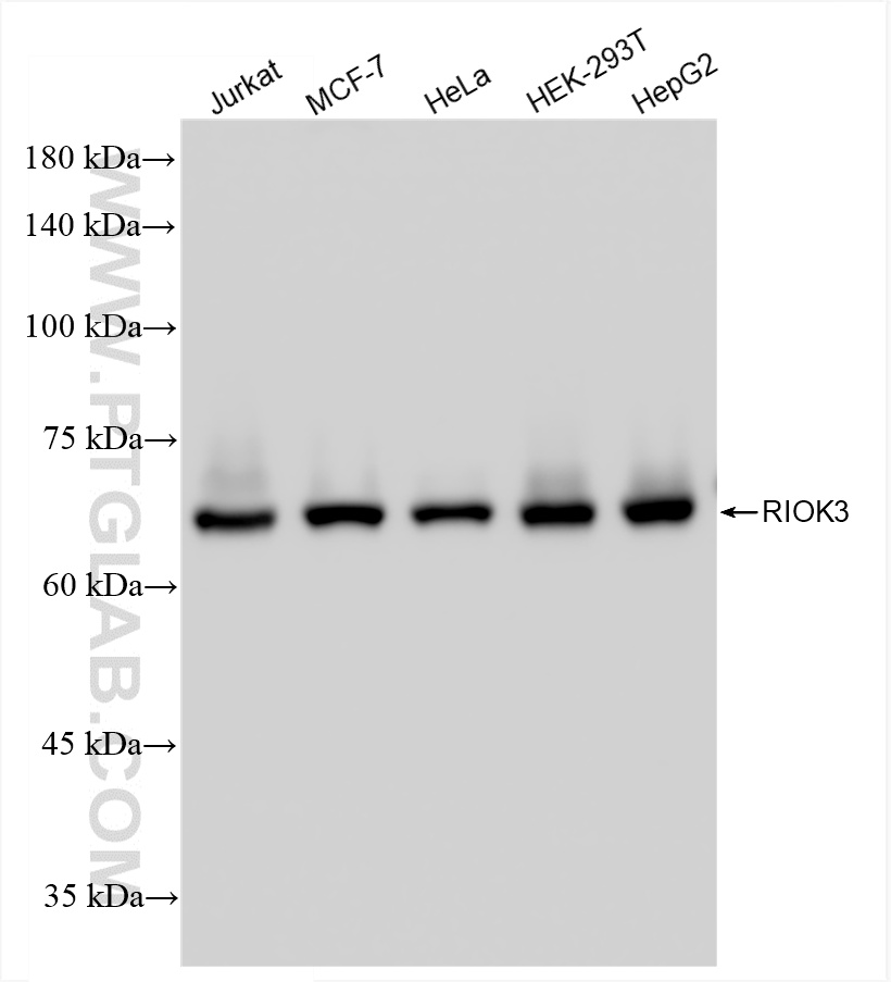 WB analysis using 85449-5-RR (same clone as 85449-5-PBS)
