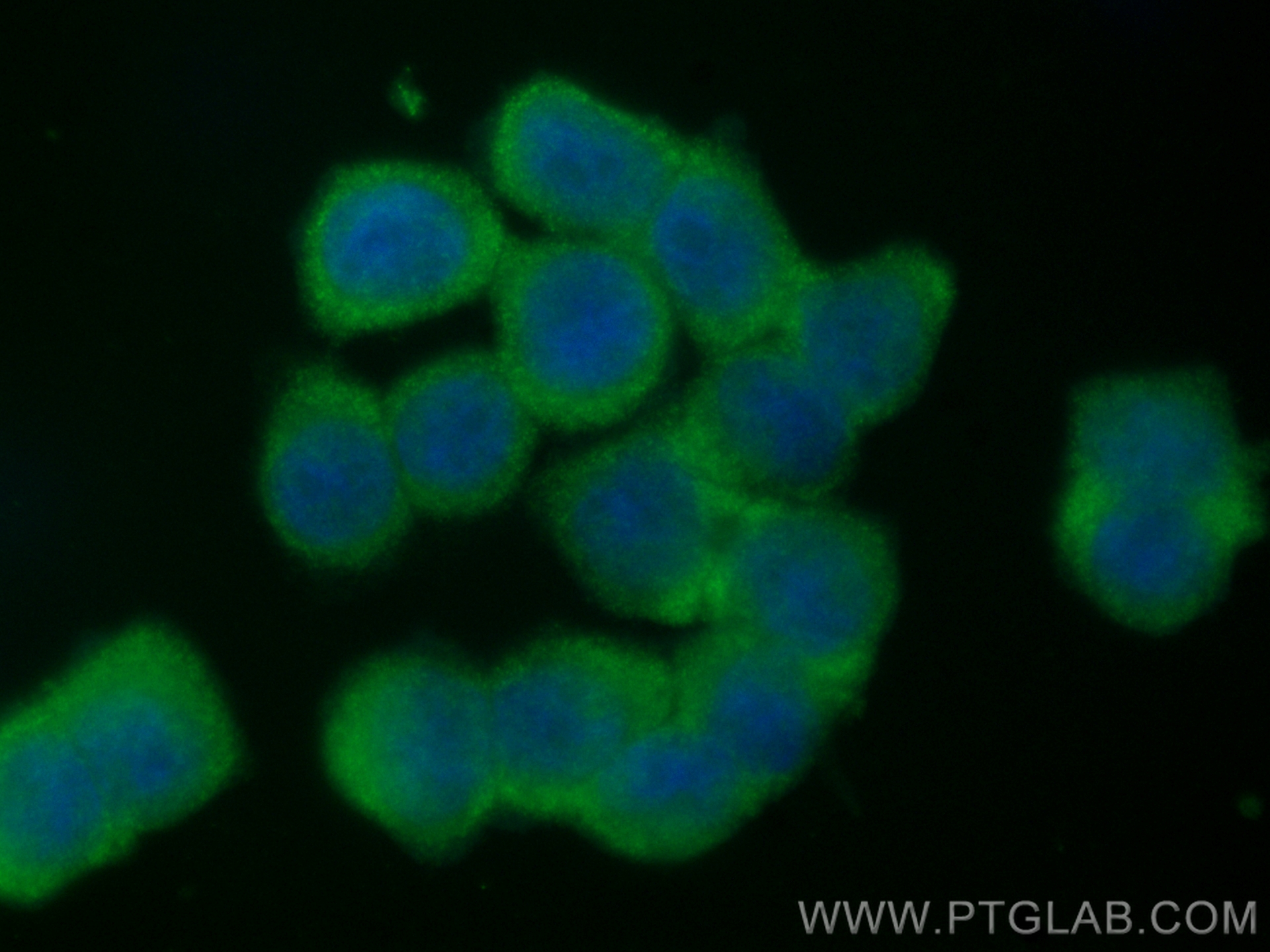 IF Staining of HT-29 using CL488-17563