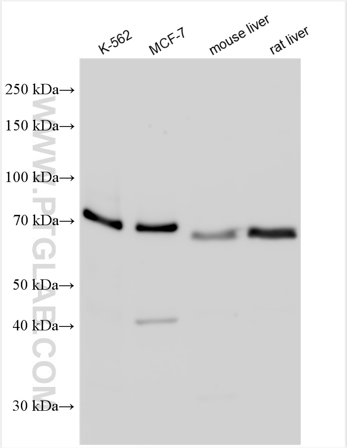 WB analysis using 29932-1-AP