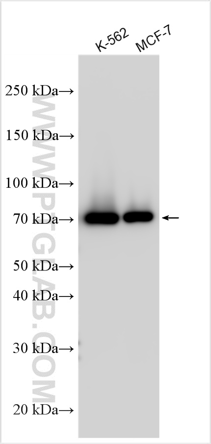 WB analysis using 29932-1-AP