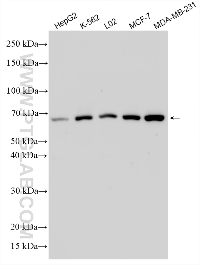 WB analysis using 29932-1-AP