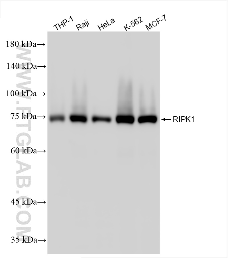 WB analysis using 84036-6-RR
