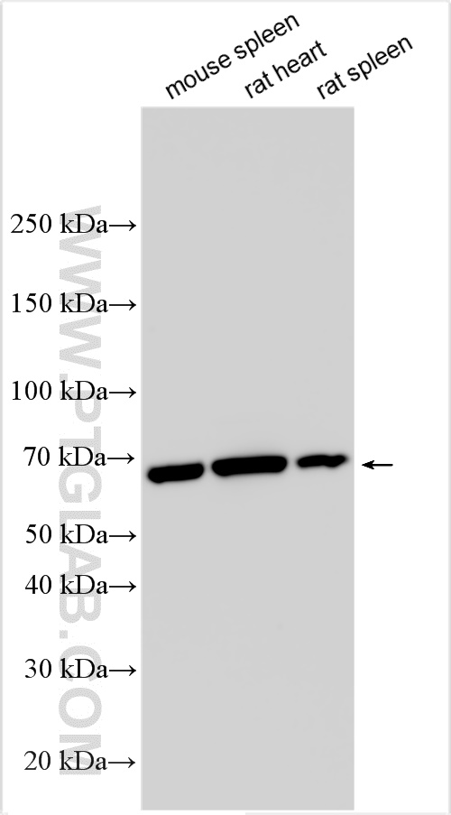 WB analysis using 17519-1-AP