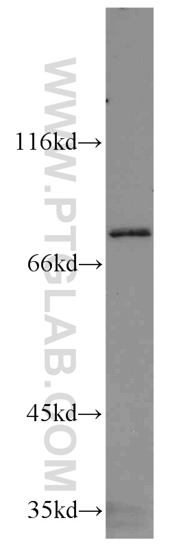 RIPK1-Specific Polyclonal antibody