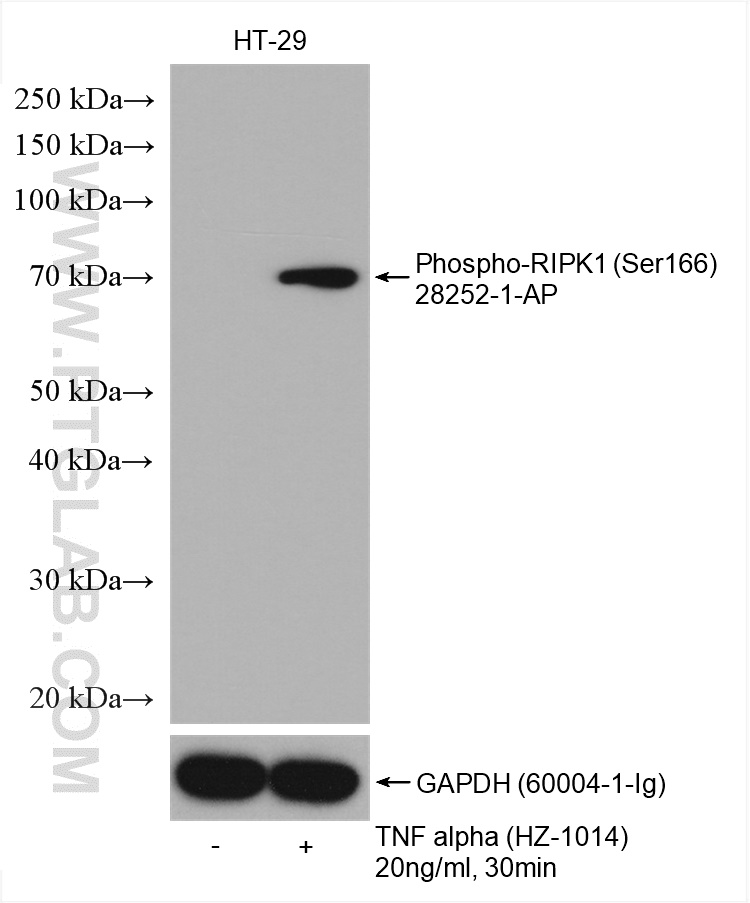 WB analysis using 28252-1-AP