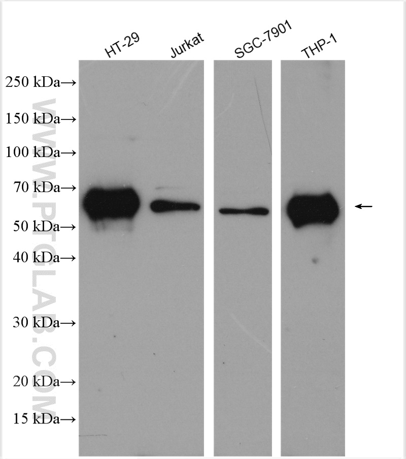 WB analysis using 17563-1-AP