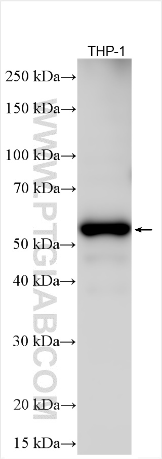 WB analysis using 29080-1-AP