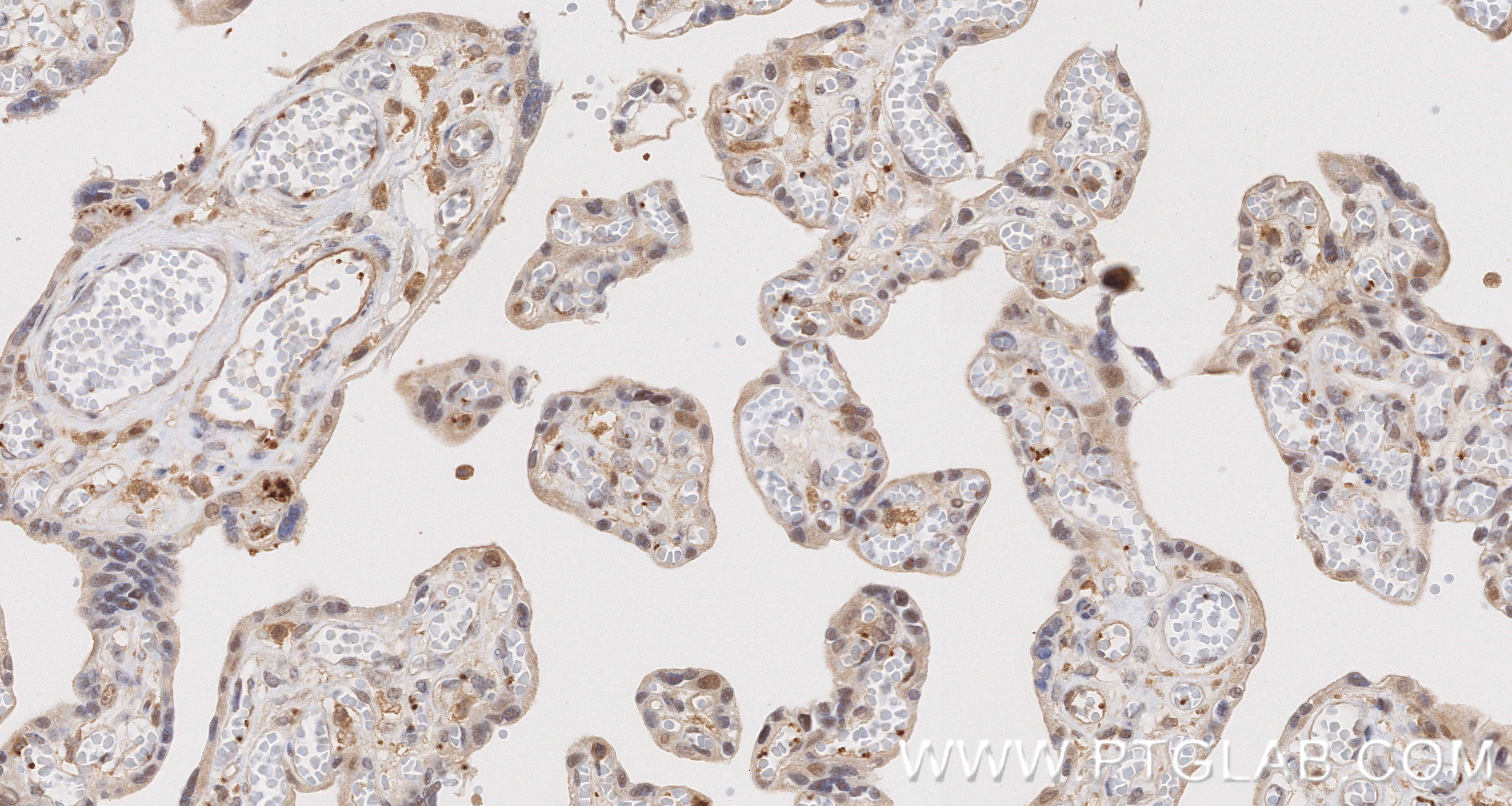 IHC staining of human placenta using 86568-2-RR
