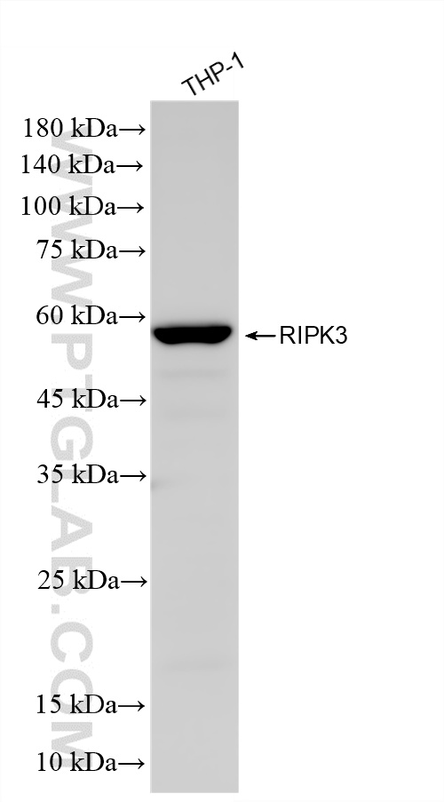 WB analysis of THP-1 using 86568-2-RR