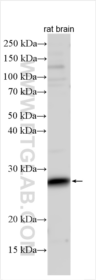 WB analysis using 12473-1-AP