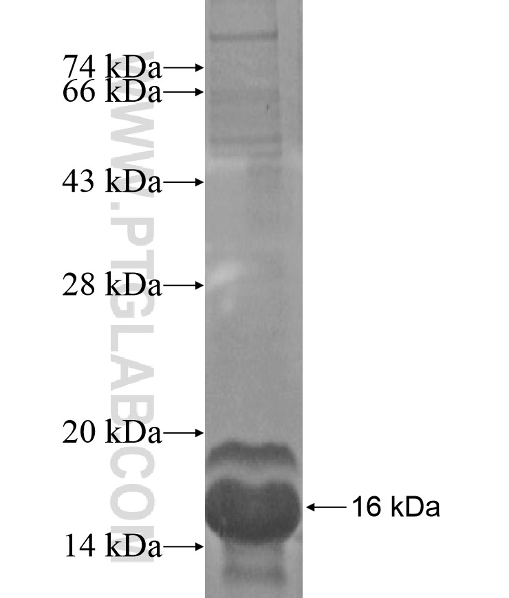 RLBP1L2 fusion protein Ag16987 SDS-PAGE RLBP1L2 fusion protein Ag16987 SDS-PAGE